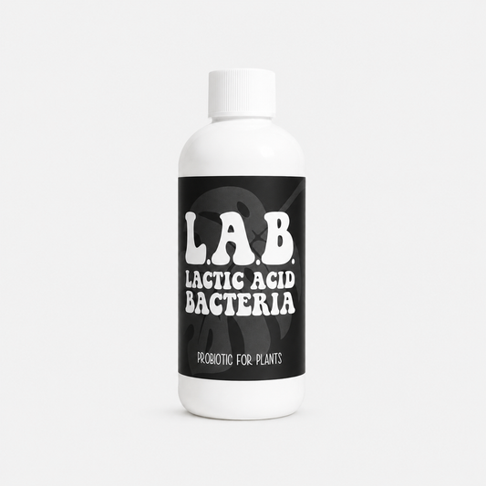 Lactic Acid Bacteria